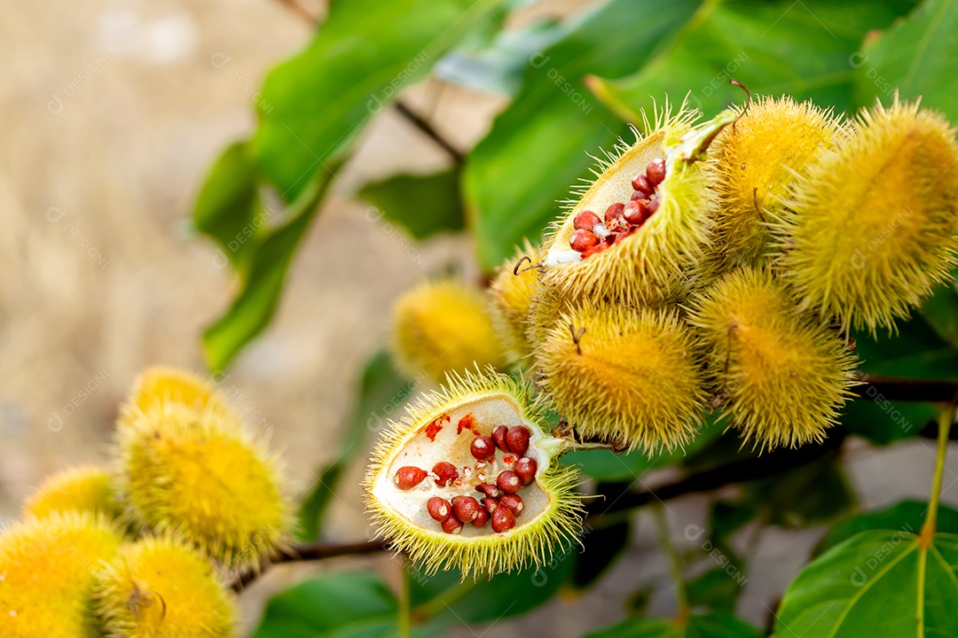 Planta urucum aberto