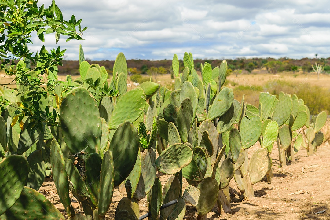 Cactos verdes no sertão