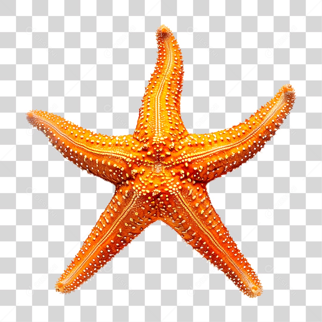 Estrela do Mar PNG Transparente
