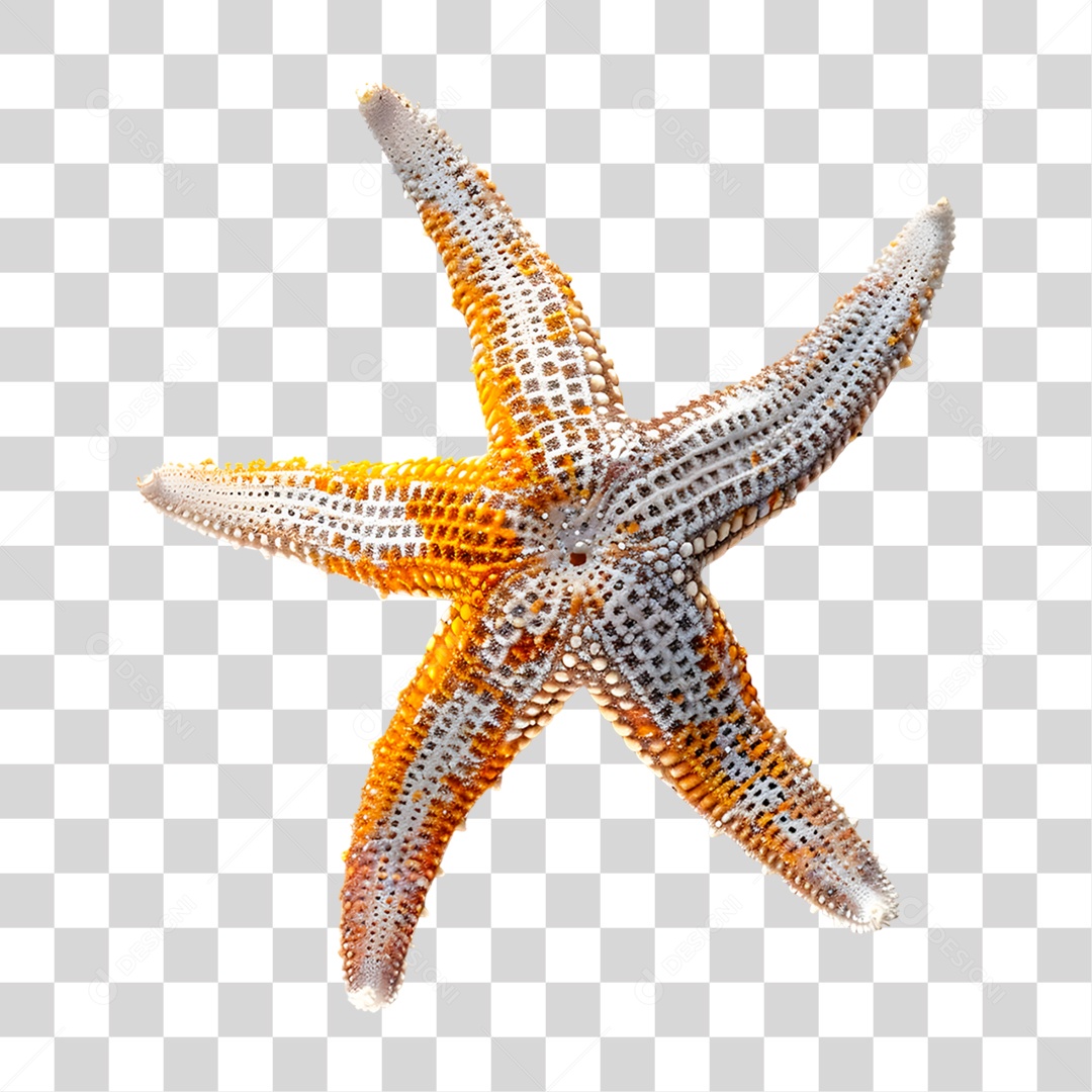 Estrela do Mar PNG Transparente
