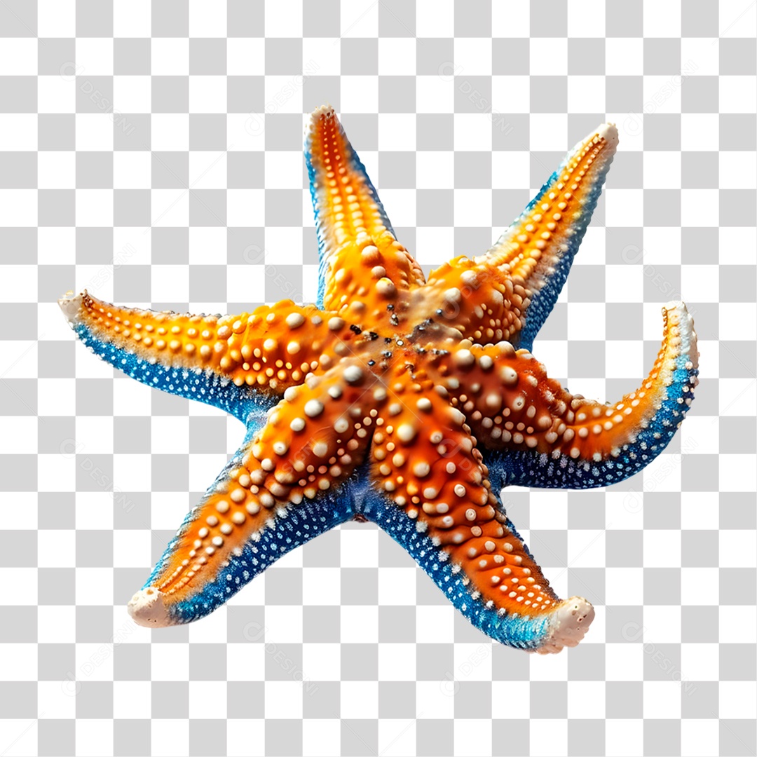 Estrela do Mar PNG Transparente