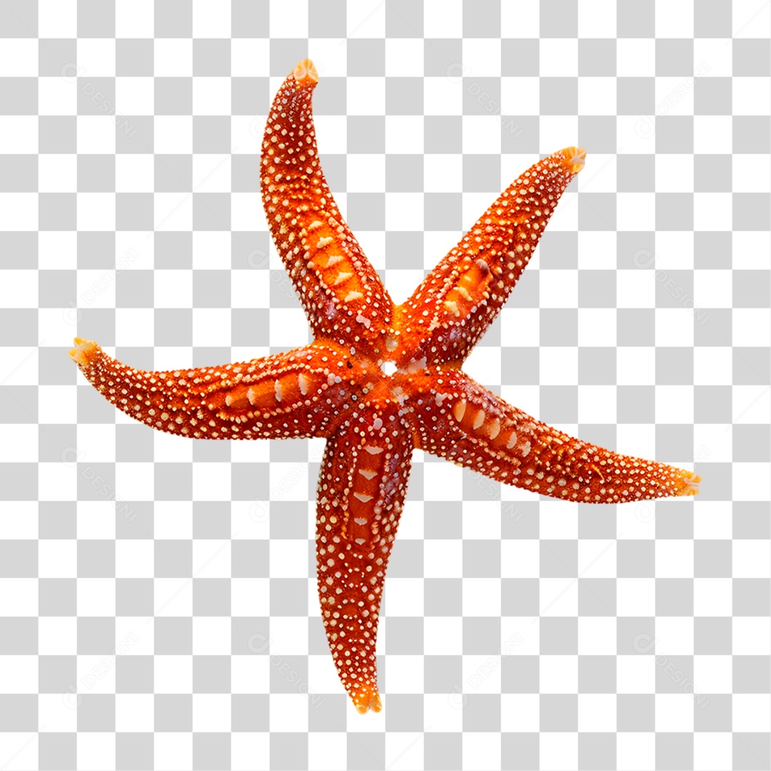 Estrela do Mar PNG Transparente