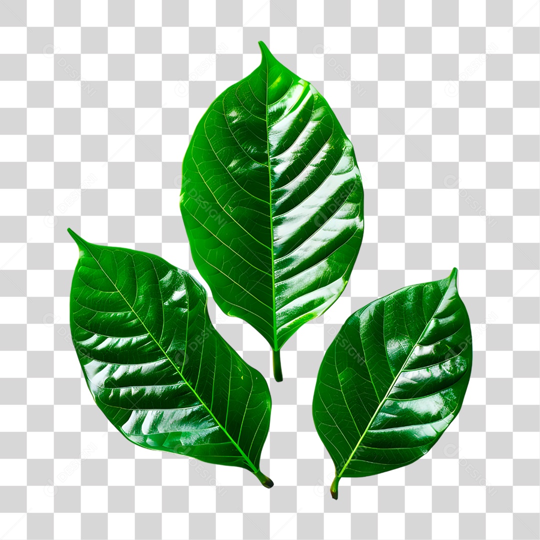 Folha Verde PNG Transparente