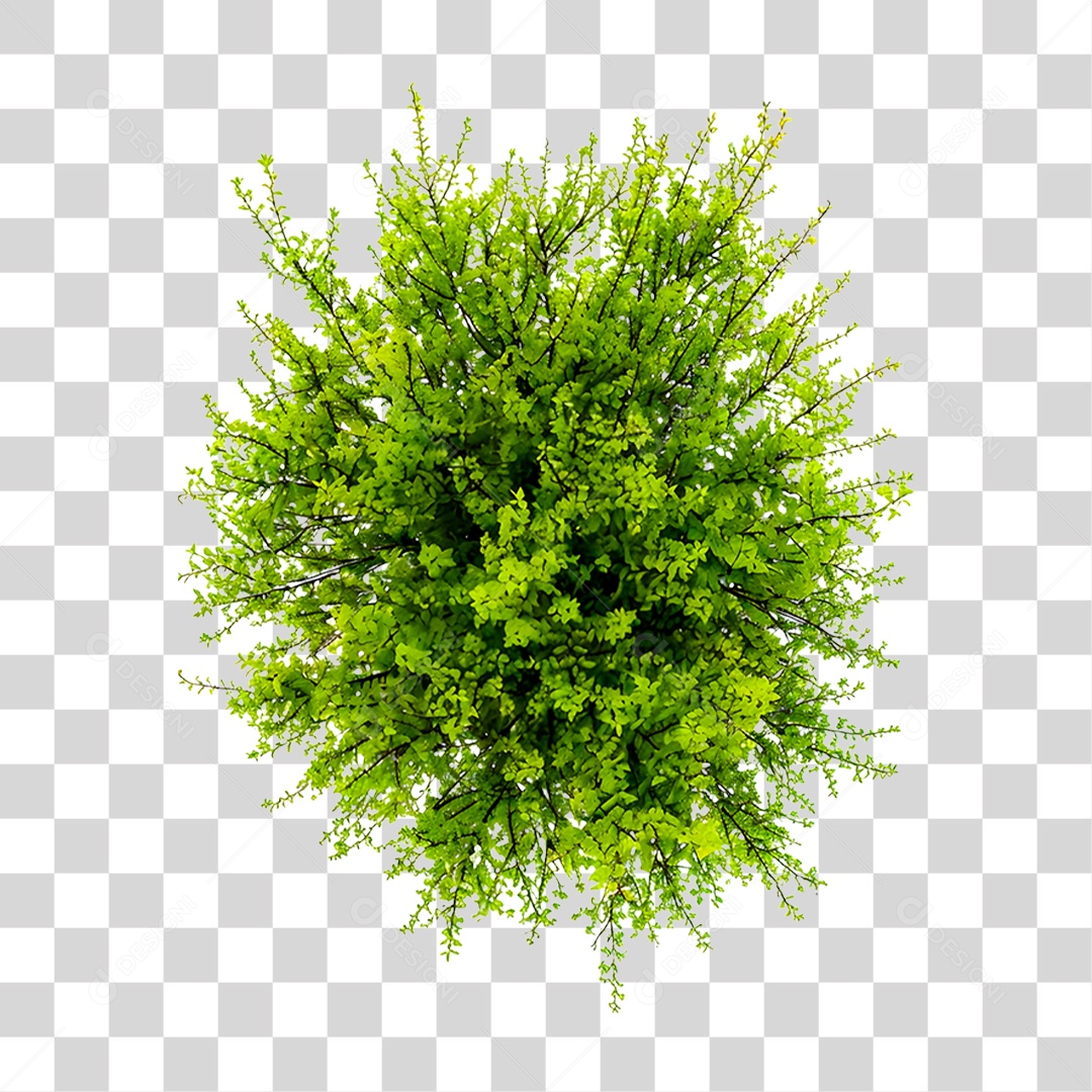 Arbusto PNG Transparente
