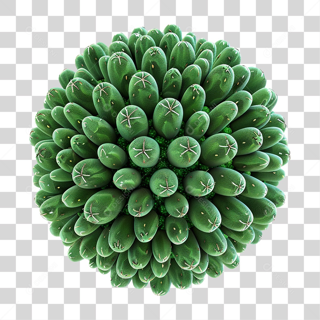 Cacto Planta do Deserto PNG Transparente