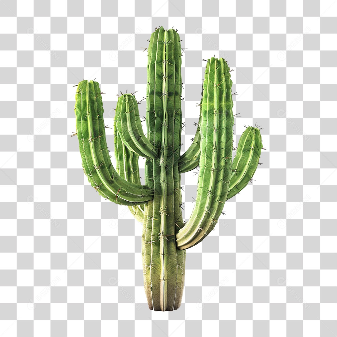Cacto Planta do Deserto PNG Transparente