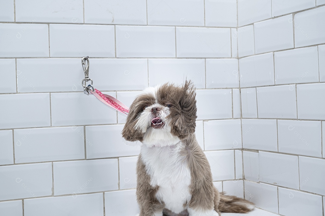 Cachorro shih-tzu no banho