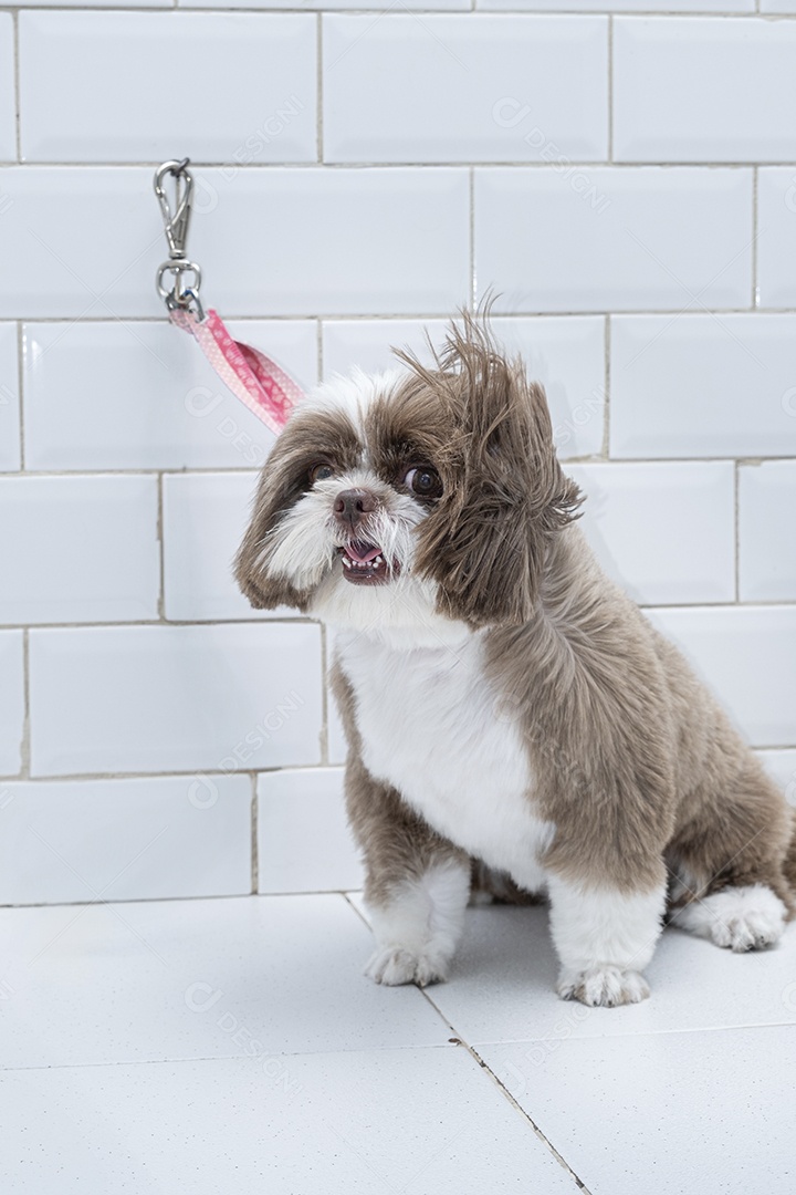 Cachorro shih tzu no banho