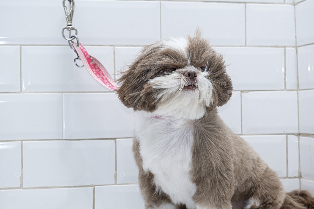 Cachorro sendo secado depois de banho