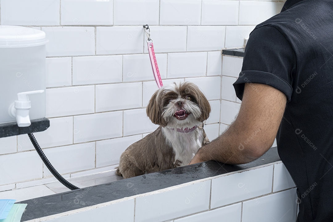 Cachorro shih tzu amarrado para tomar banho em petshop