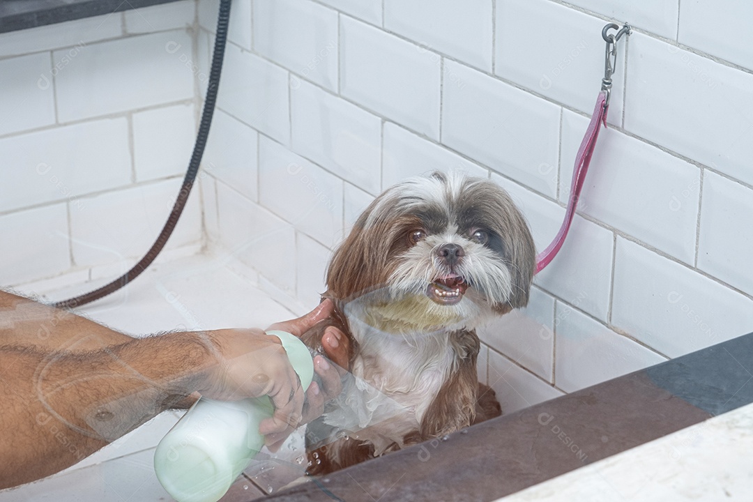 Cachorro em banho no petshop