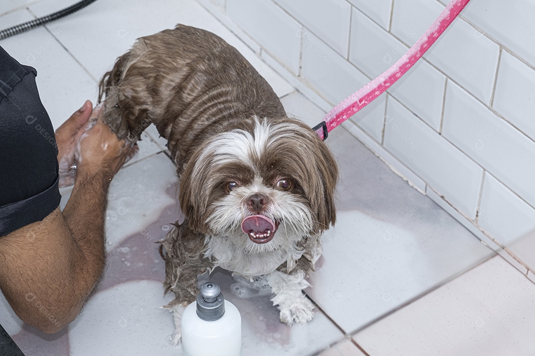 Shih tzu no banho em petshop