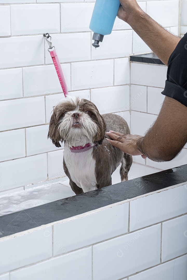 Cachorro shih tzu recebendo cuidados em petshop