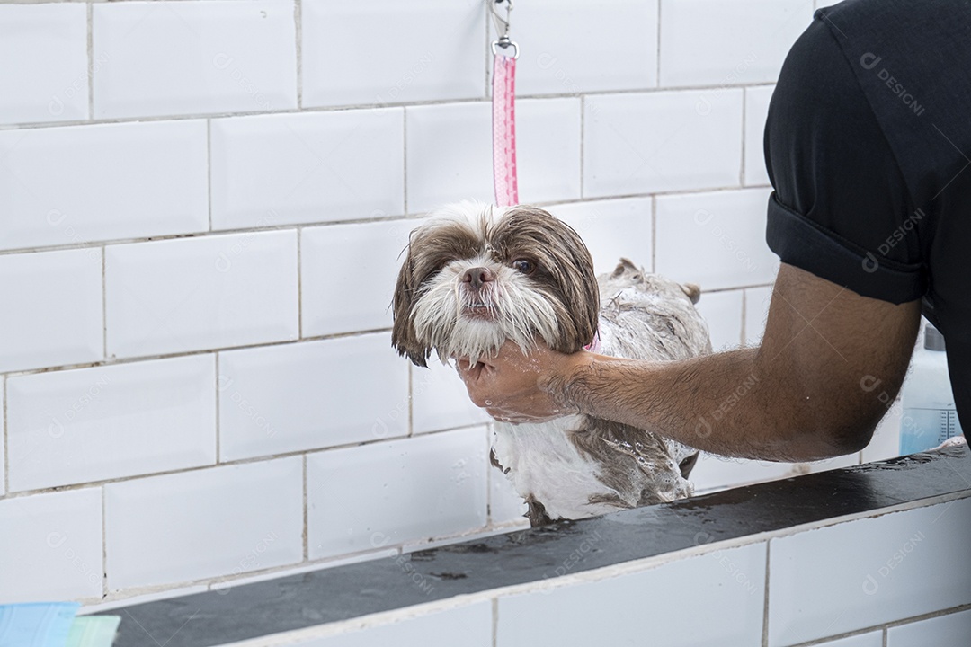 Cachorro tomando banho