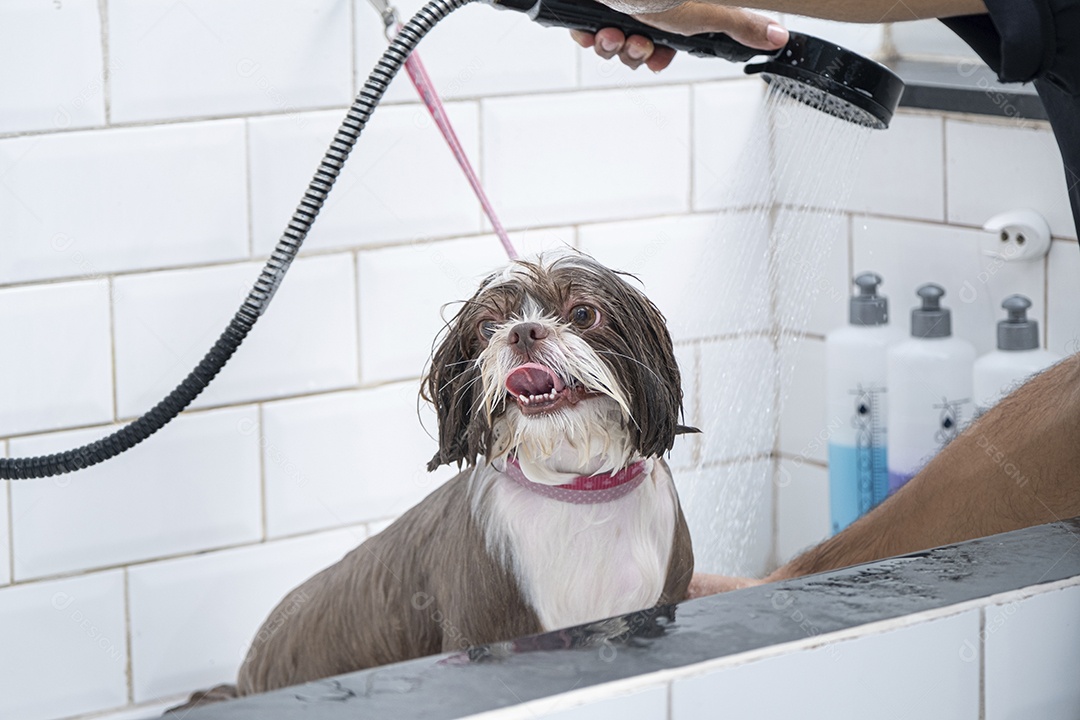 Cachorro alegre tomando banho