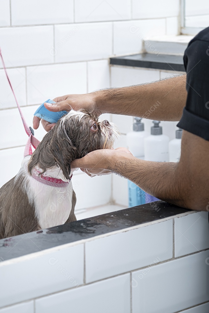 Cachorro sendo esfregado em banho no petshop