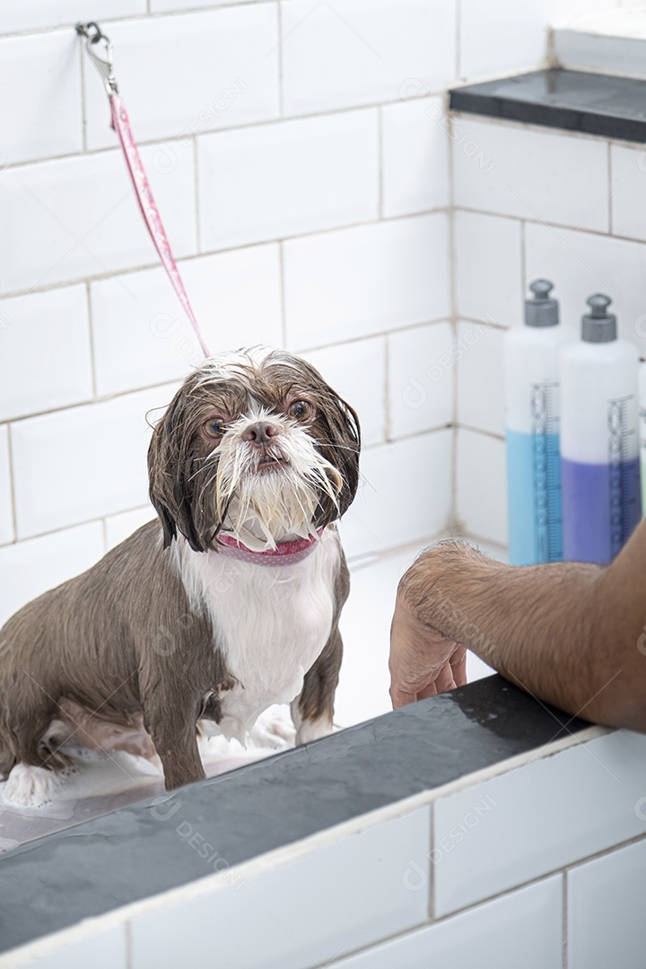 Cachorro shih-tzu molhado tomando banho