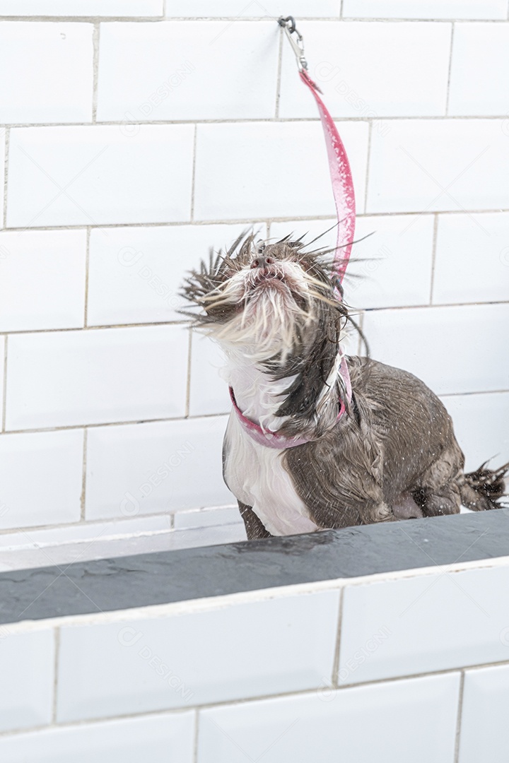 Cachorro se sacodindo em banho