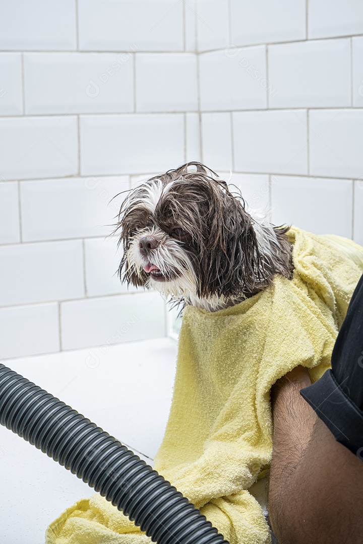 Shih tzu branco e marrom no banho em petshop