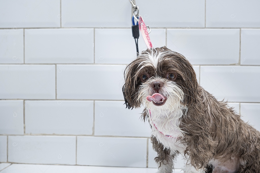 Cachorro em banho e tosa no petshop