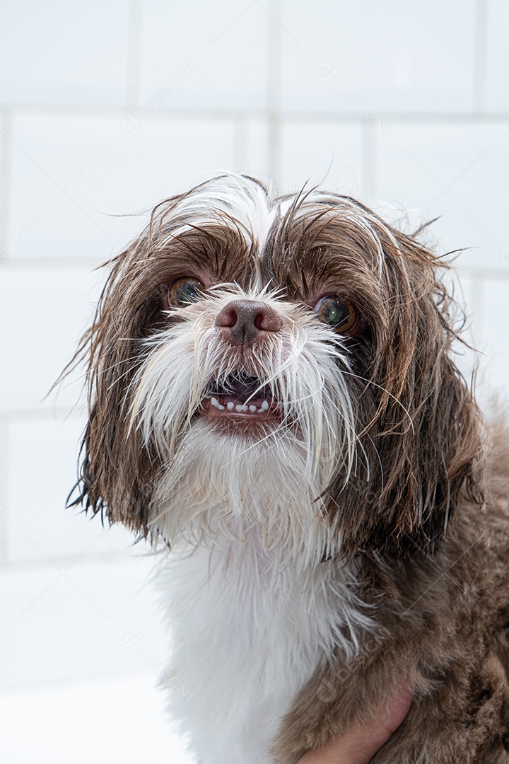Cachorro molhando tomando banho em petshop