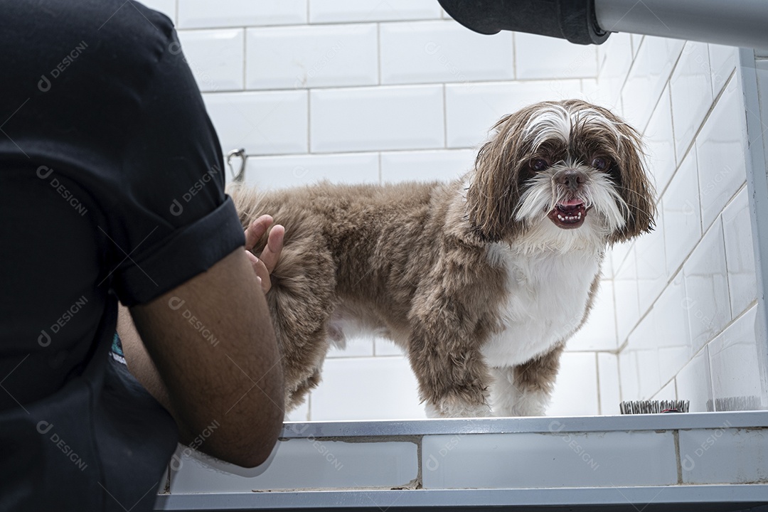 Cachorro shih-tzu em tosa de pelos