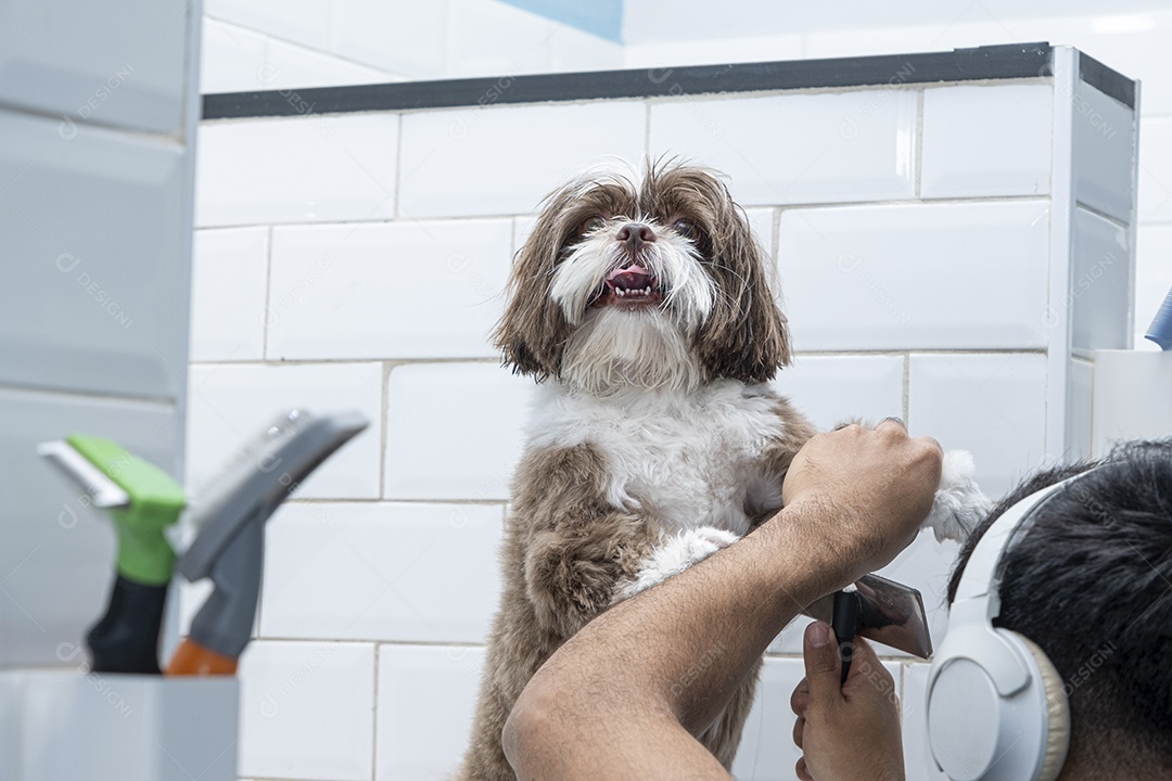 Cachorro shih-tzu no banho e tosa em petshop