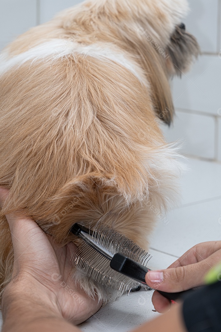 Cachorro shih-tzu recebendo tratamento em petshop