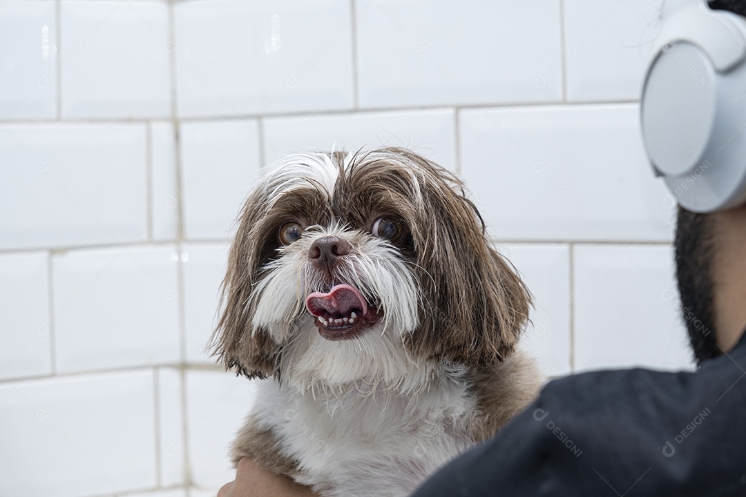 Cachorro feliz e engraçado em banho no petshop