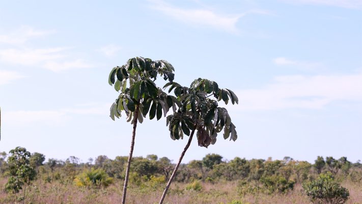 Embaúba em uma floresta MP4 [download] - Designi