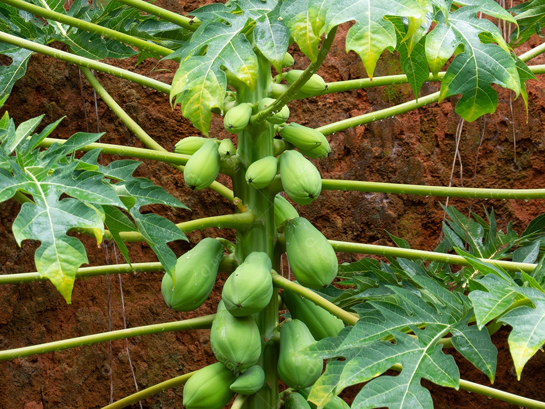 Mamão com um monte de frutas verdes na área rural