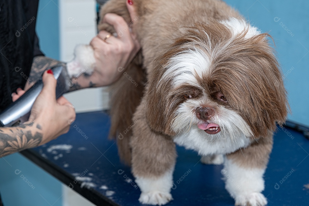 Shih tzu lindo no banho e tosa