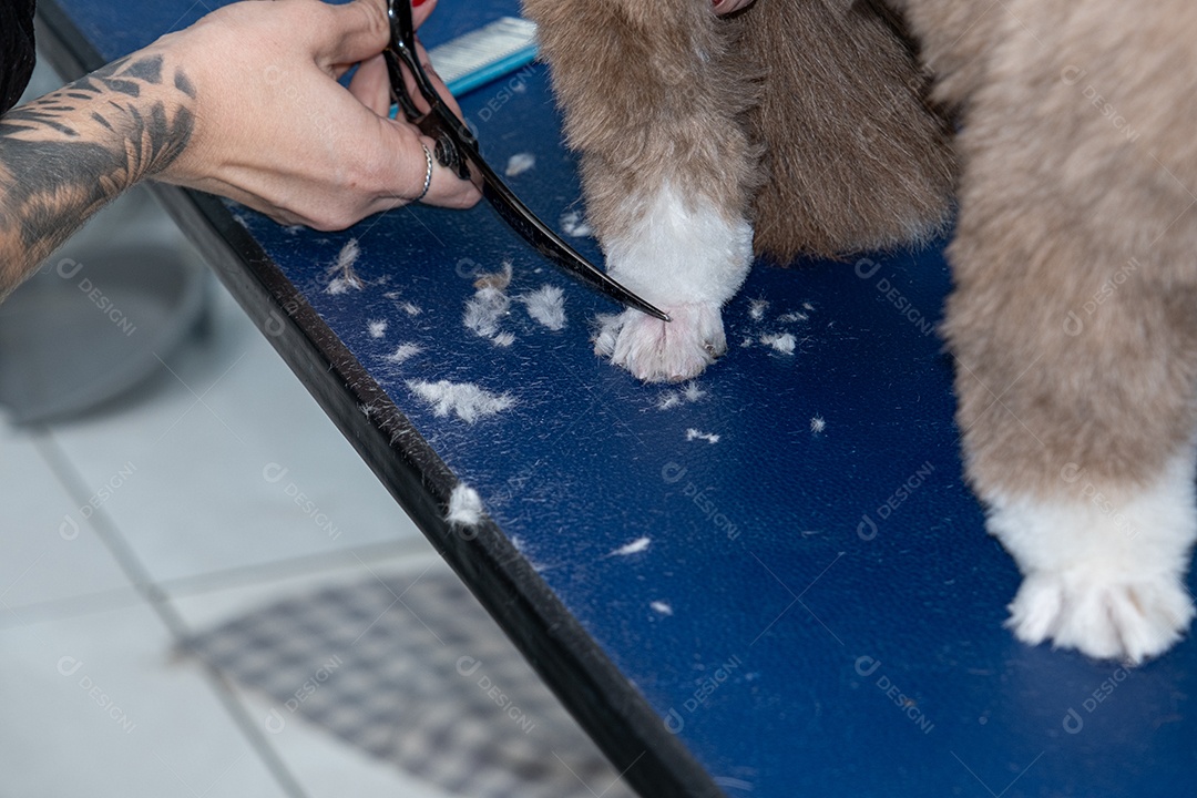 Shih tzu no banho e cortando cabelos das patas