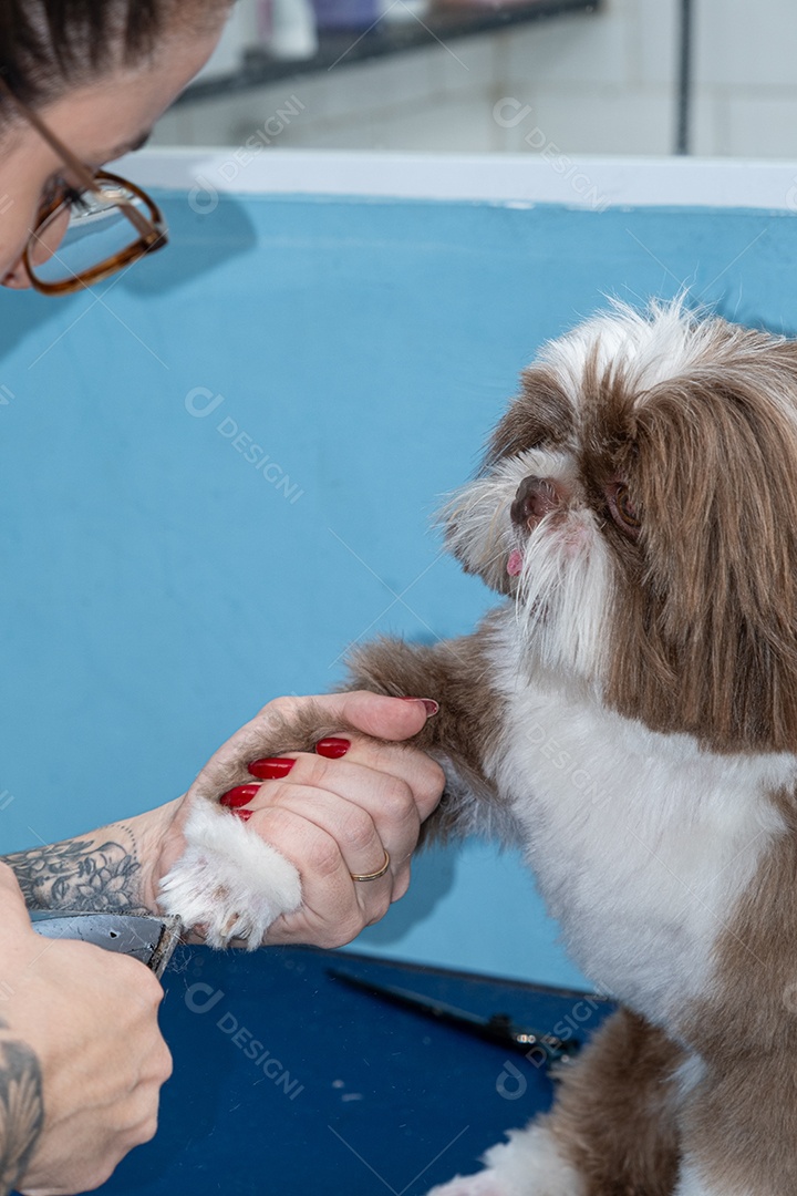 Mulher dando higienização em cachorrinho Shih Tzu em clínica de petshop
