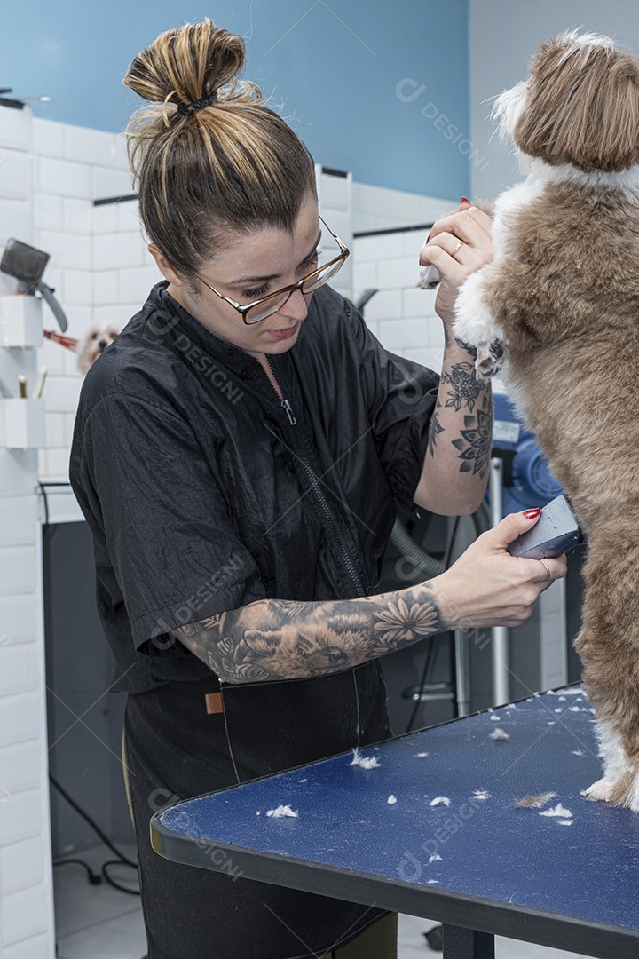 Shih tzu sendo escovado no petshop