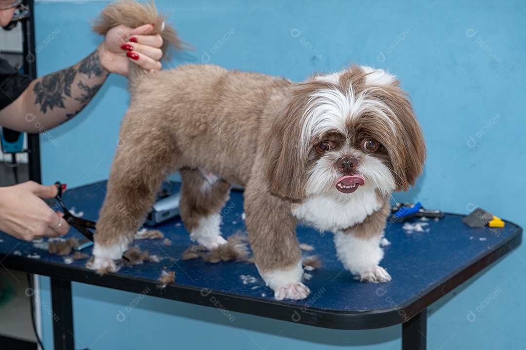 Shih tzu lindo no banho e tosa