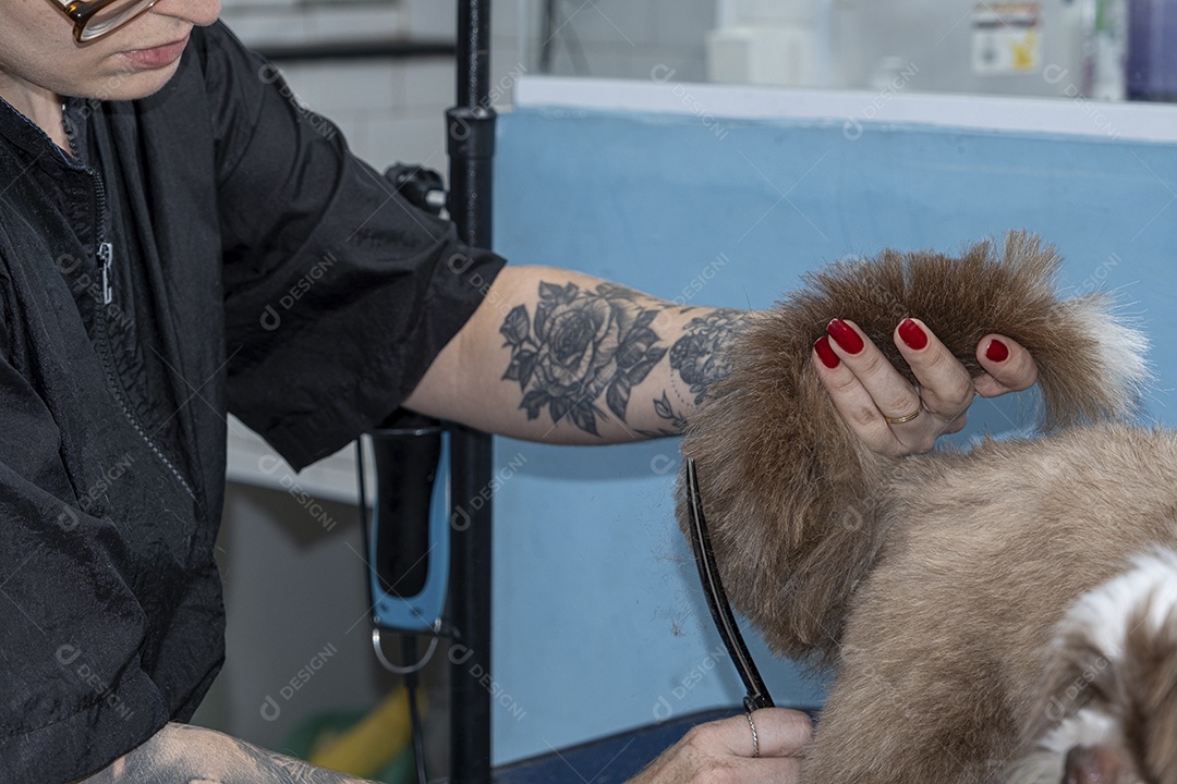 Shih tzu no banho e tosa