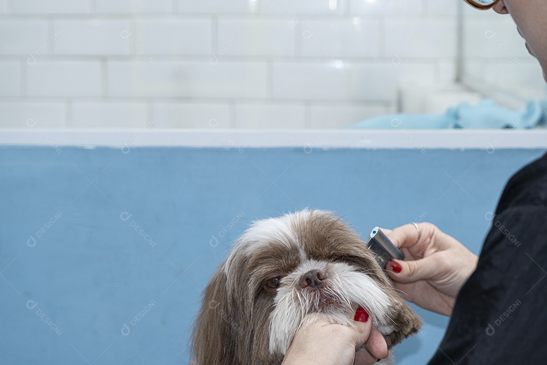 Cachorrinho sendo tosado em petshop