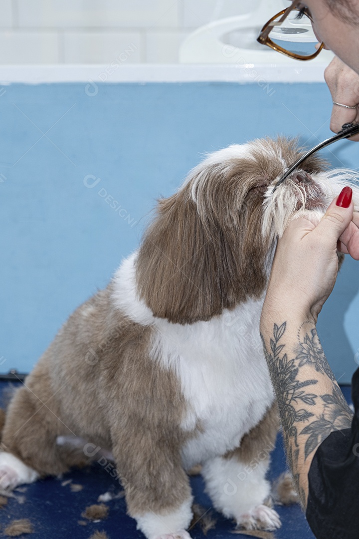 Cachorrinho cortando pelos