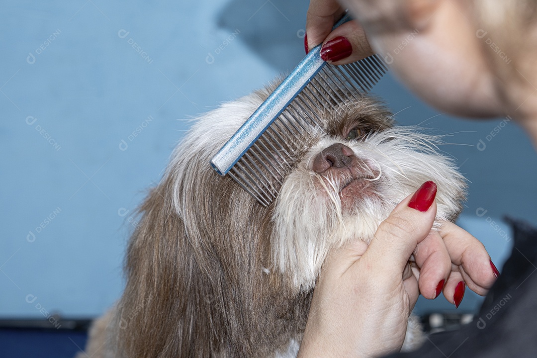 Cachorrinho sendo tosado em petshop