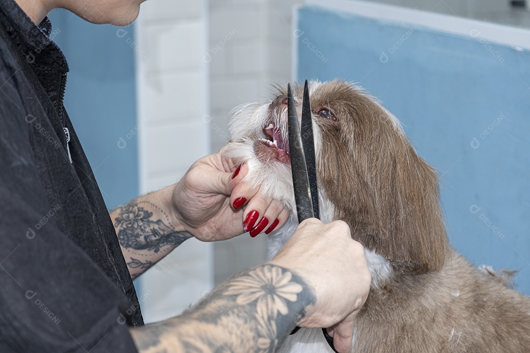 Cachorrinho sendo tosado em petshop