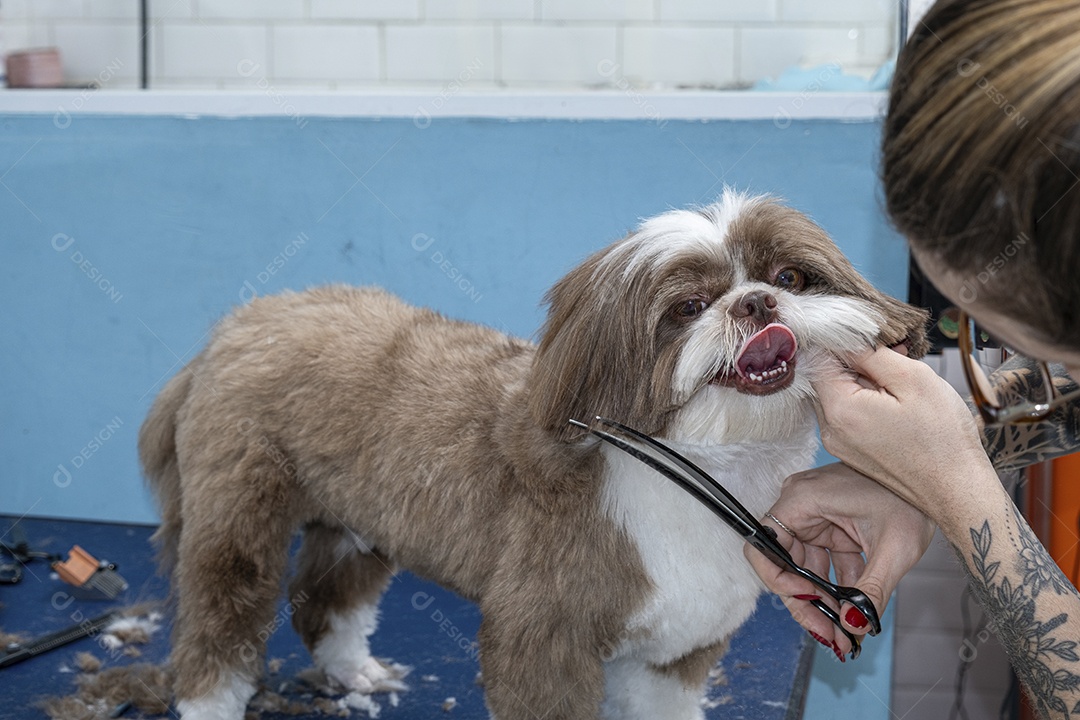 Shih tzu no banho e tosa