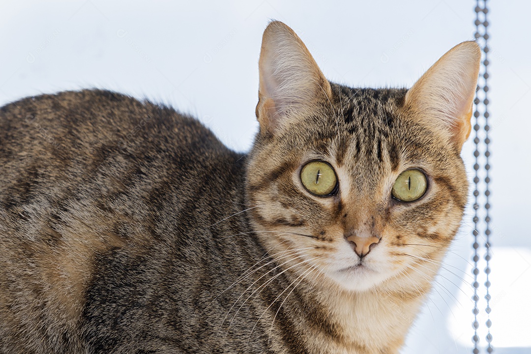 Gato rajado de olhos regalados verdes