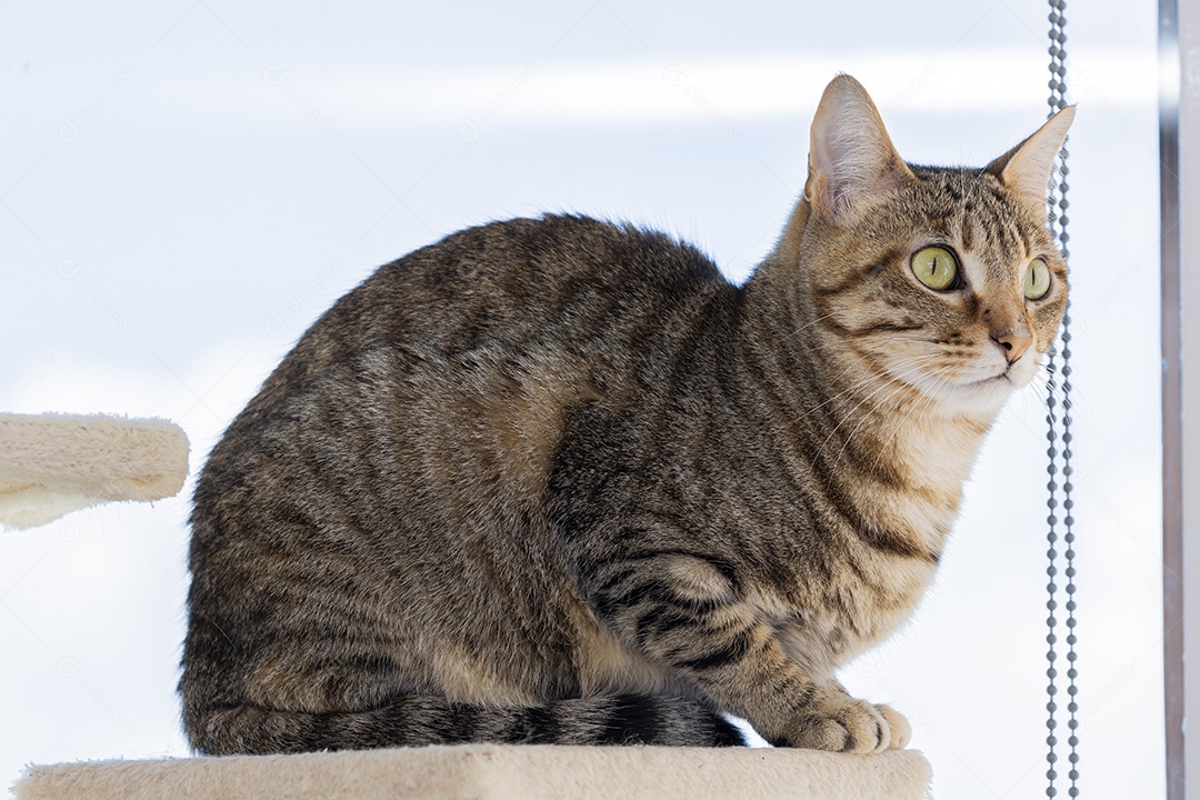 Gato rajado querendo da um pulo