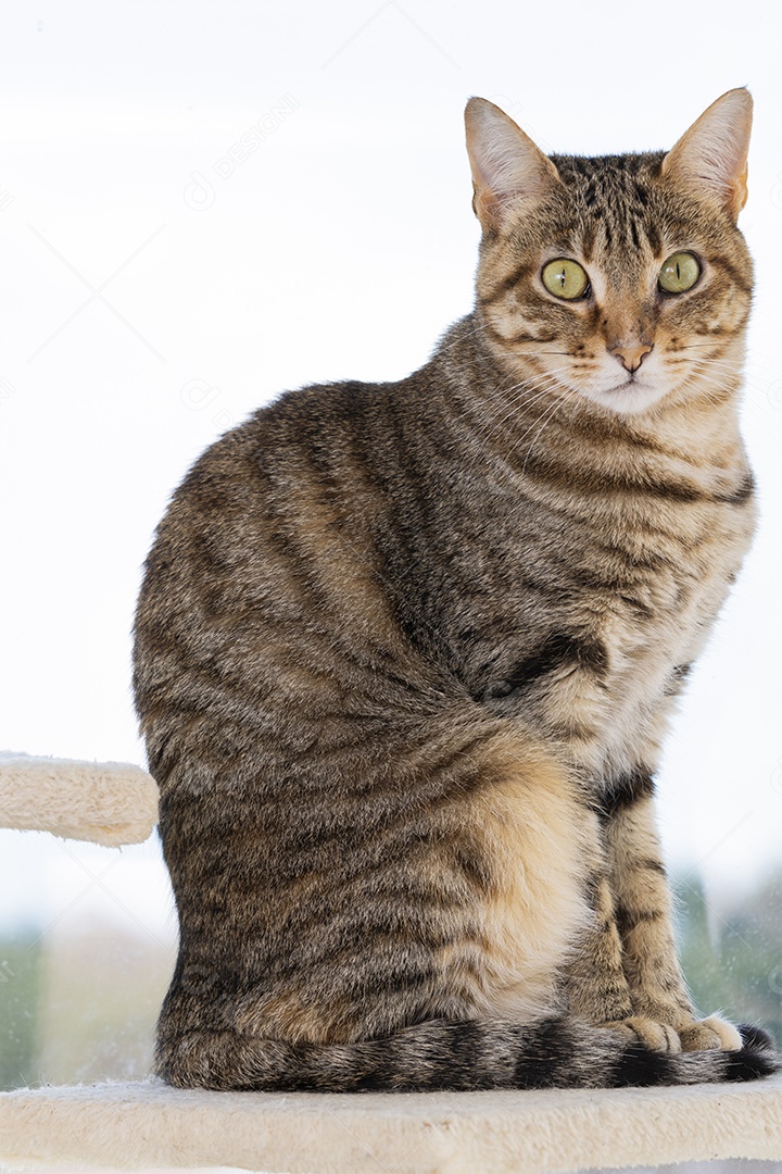 Gato rajado de olhos verdes