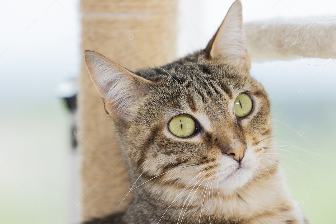 Cara de gato fofo rajado de olhos verdes