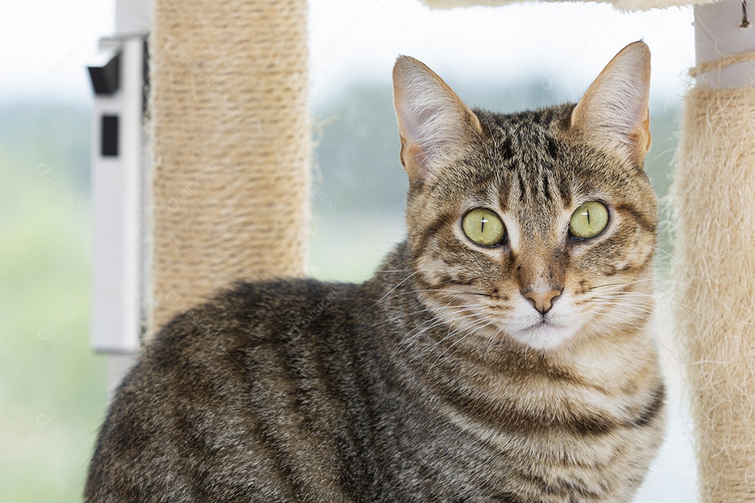 Gato rajado de olhos claros