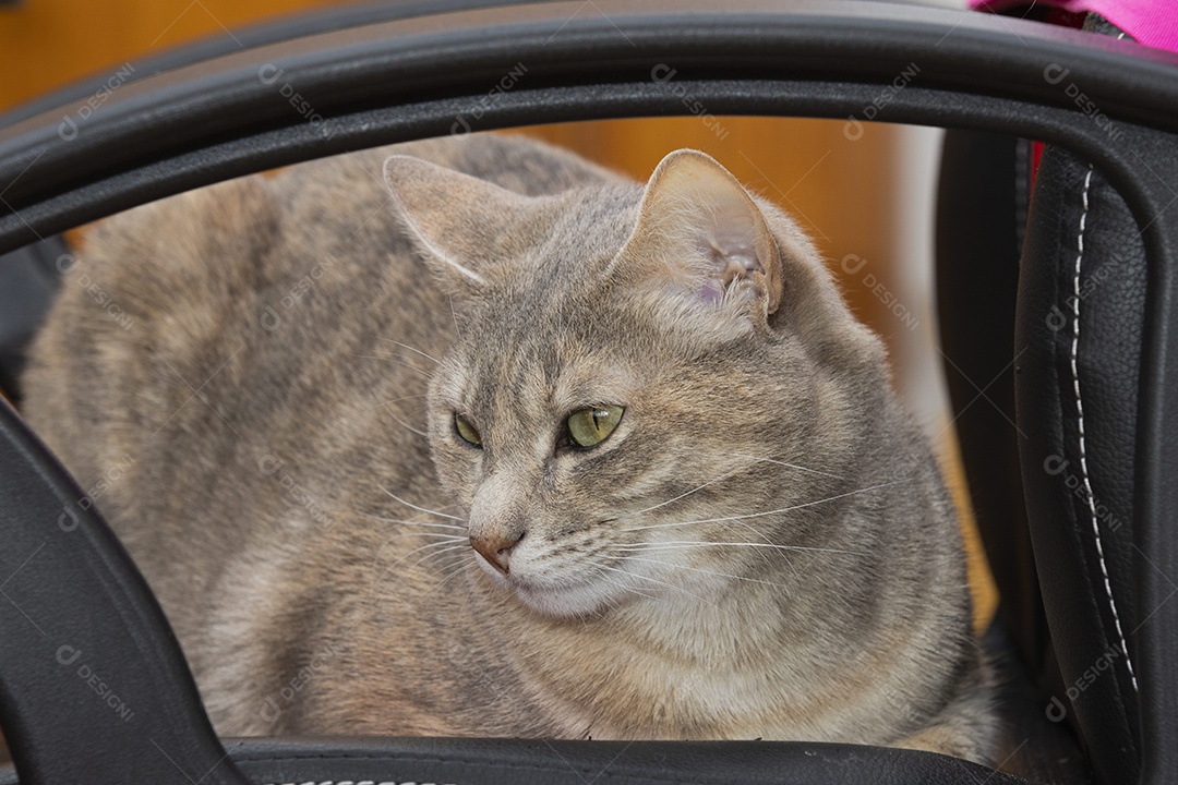 Gato rajado amarelo deitado em sofá