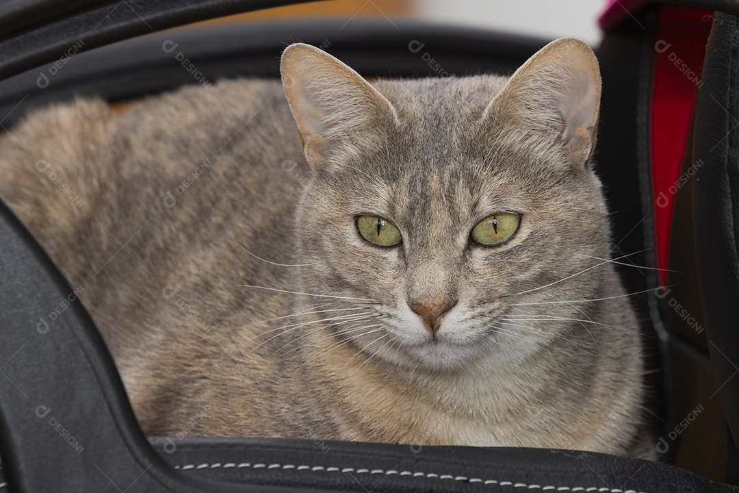 Gato rajado de olhos claros deitado