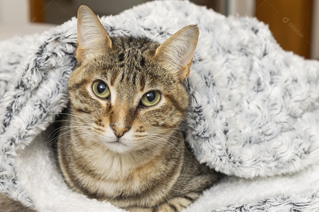 Gato rajado embrulhado deitado